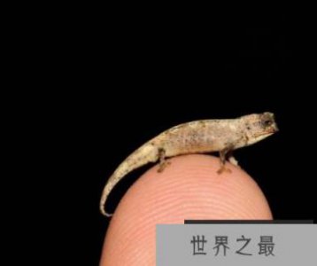 ​世界上最小的爬行动物，仅长22毫米