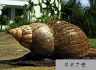 ​世界上最大的蜗牛有多大？长30厘米比乌龟还大