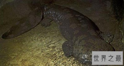 ​世界上年龄体型最大的蝾螈，200岁(身长1.4米)