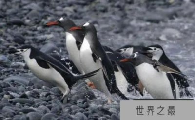​世界上游的最快的鸟：巴布亚企鹅时速高达36公里
