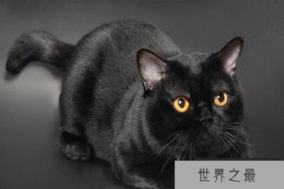 ​世界十大最不掉毛的猫 斯芬克斯猫是猫毛过敏者的首选