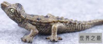 ​世界上最小的鳄鱼，尽显萌态，体长1.5-1.9米