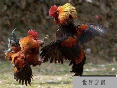 ​世界上最凶猛的鸡：鲁西斗鸡堪称斗鸡中战斗鸡