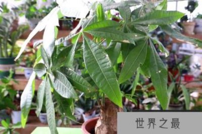 ​十大客厅风水植物：富贵竹上榜，发财树居首