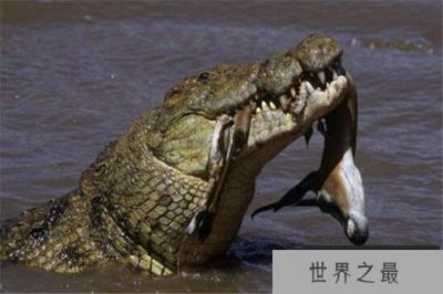 ​世界十大鳄鱼 恒河鳄喜欢攻击人类，你认识哪几个