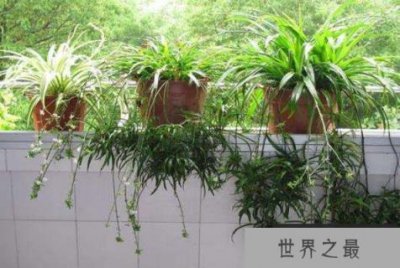 ​十大净化空气植物 富贵竹上榜，第十被称为天然的清道夫