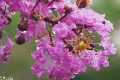 ​紫薇花是一种什么花呢 紫薇花有什么作用呢