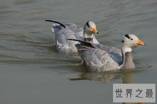 斑头雁——致力于飞的最高的鸟