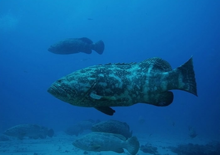 美国国防部拨出4500万美元研究以发光浮游生物和伊氏石斑鱼等海洋生物作间谍